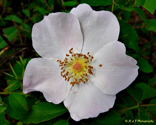 {Rosa carolina}